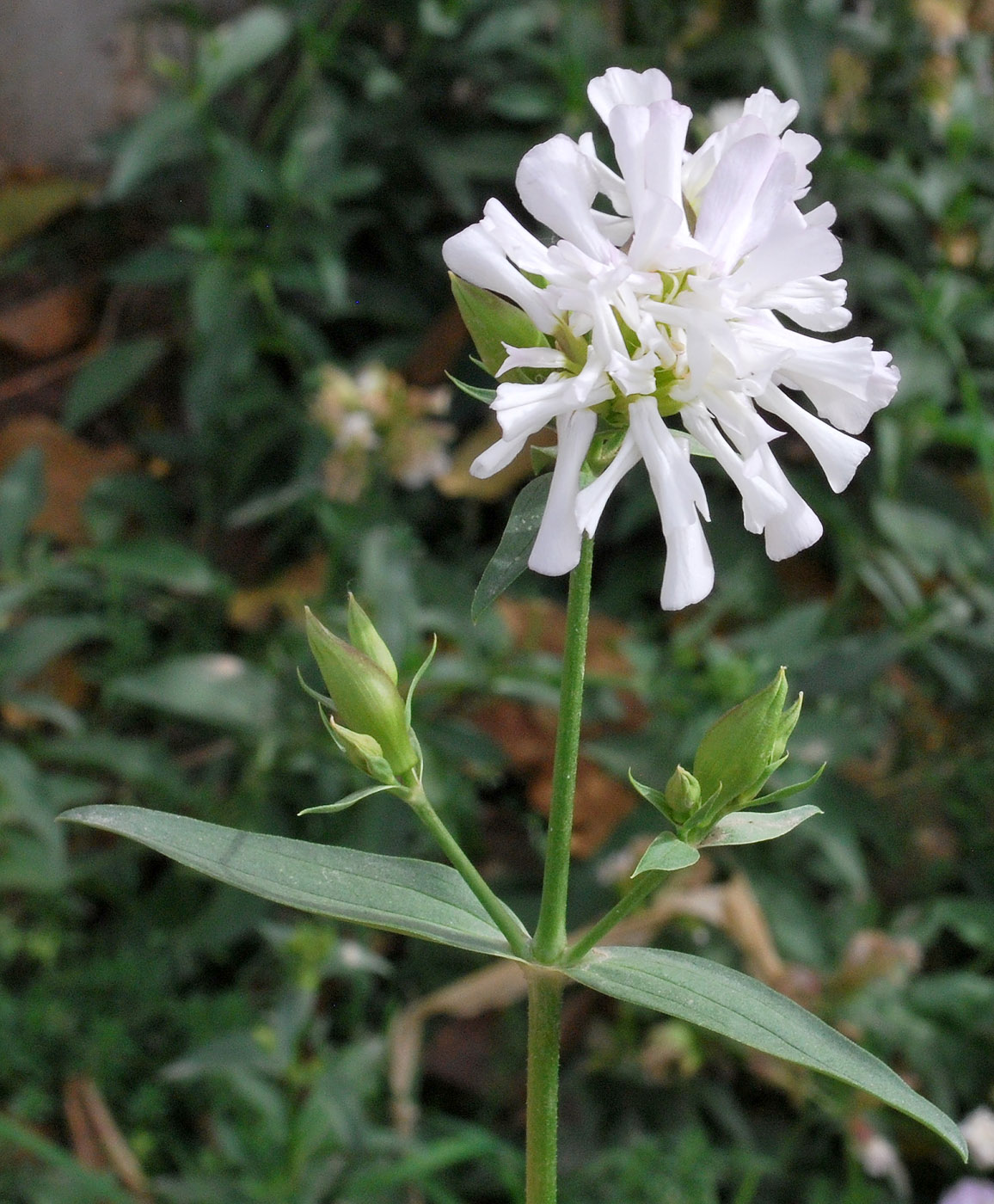 Image of Saponaria officinalis f. pleniflora specimen.