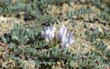 Astragalus chadjanensis. Фрагмент ползучего растения в цвету. Таджикистан, Горно-Бадахшанская автономная обл., Мургабский р-н, окр. сельской общины (кишлака) Каракуль; Восточный Памир, денудационный шлейф западного макросклона Сарыкольского хребта, восточный берег оз. Каракуль; экотонный пояс автоморфных гемигалофитно-пустынных солончаков (в комплексе с высокогорной пустыней) на сползающих в озёрную котловину продуктах эрозии, выс. 3930 м н.у.м. 16 августа 2018 г.