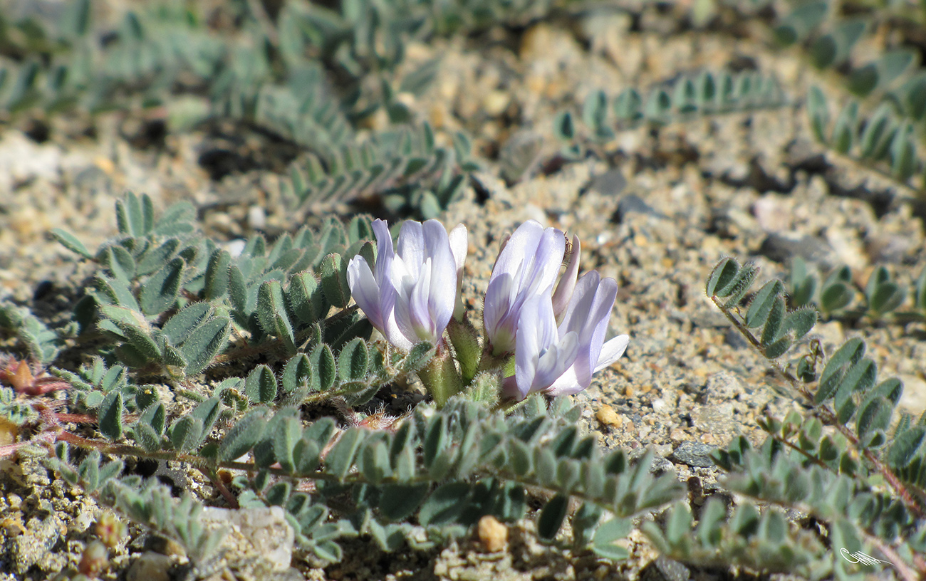 Изображение особи Astragalus chadjanensis.