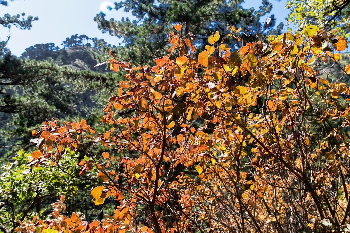 Image of Cotinus coggygria specimen.