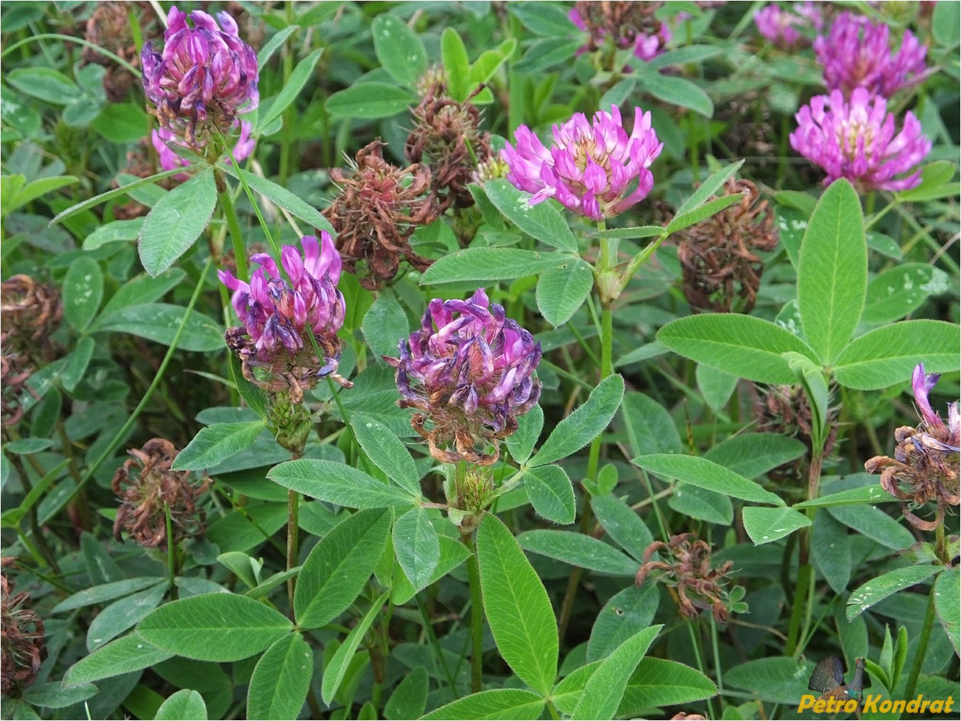 Image of Trifolium medium specimen.