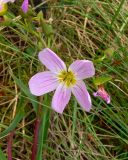 Claytonia acutifolia. Верхушка растения с цветком и бутонами. Чукотка, Билибинский рн, восточная окр. г. Билибино, склон сопки около БАЭС. 06.07.2018.