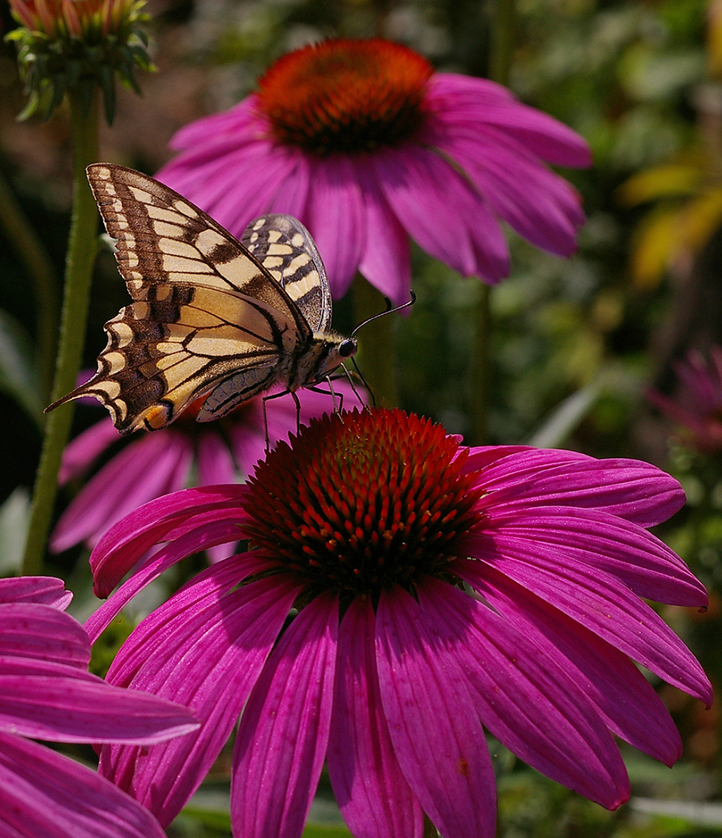 Image of Echinacea purpurea specimen.