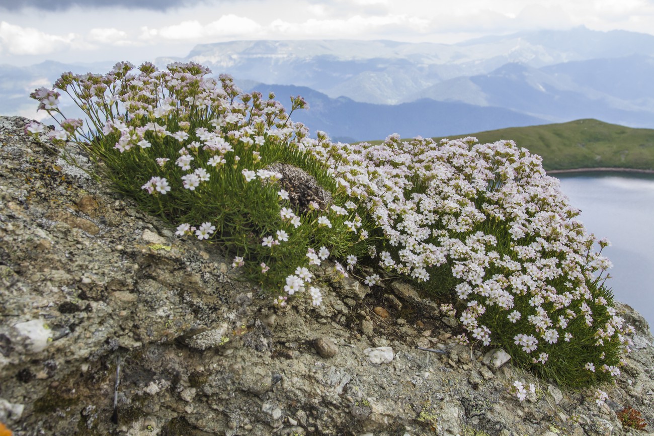 Image of Gypsophila tenuifolia specimen.
