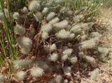 Trifolium angustifolium