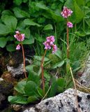 Bergenia crassifolia