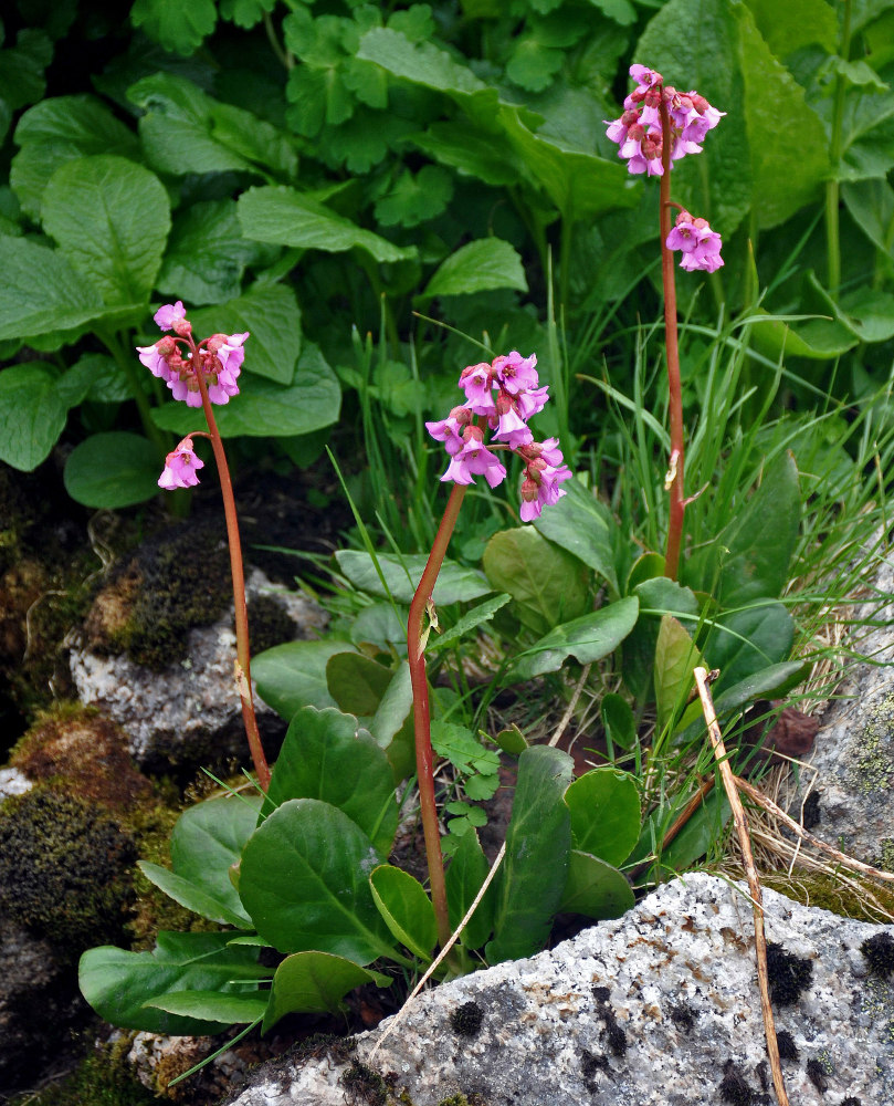 Изображение особи Bergenia crassifolia.