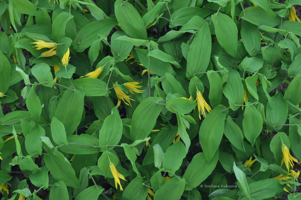 Изображение особи Uvularia grandiflora.