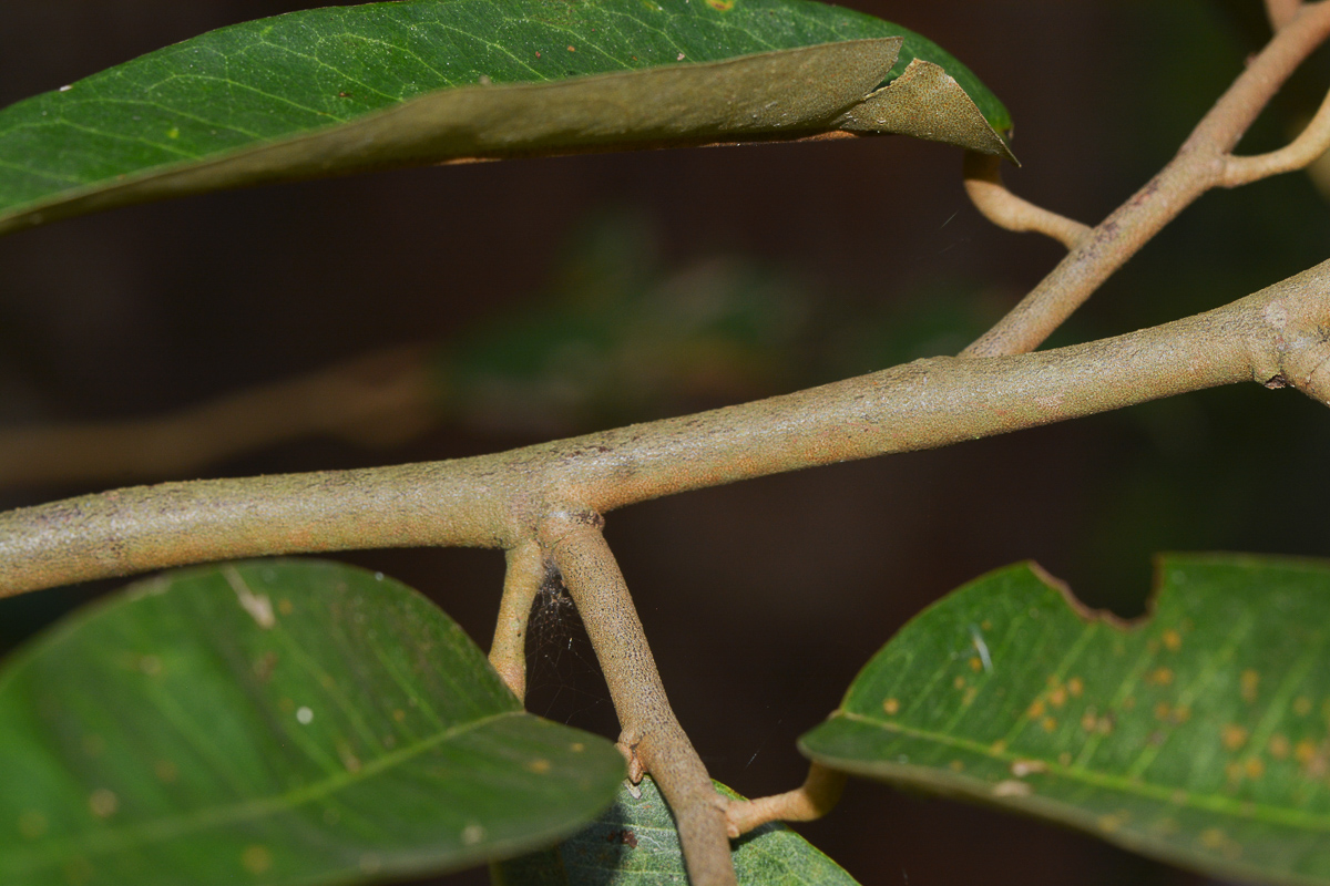 Image of Durio zibethinus specimen.