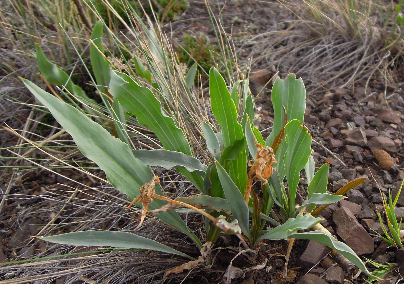 Image of genus Scorzonera specimen.