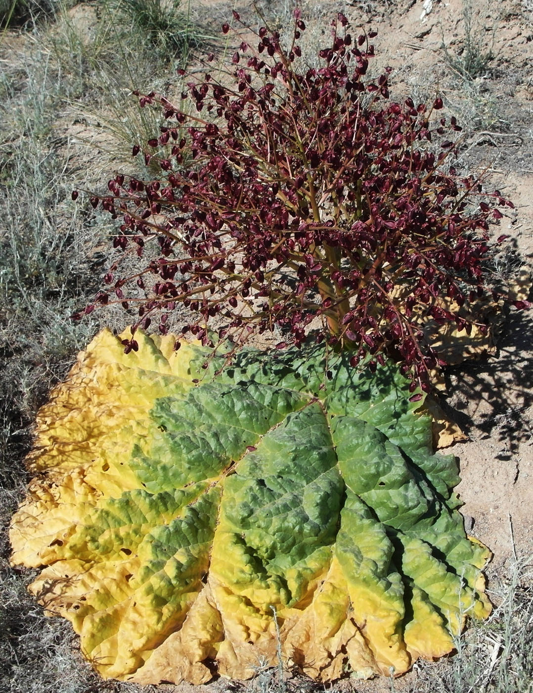 Image of Rheum tataricum specimen.