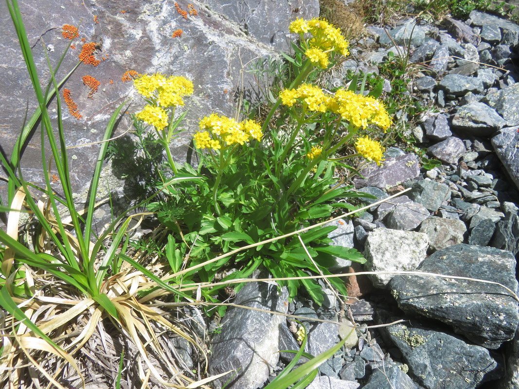 Image of Patrinia sibirica specimen.