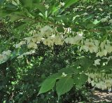 Styrax japonicus