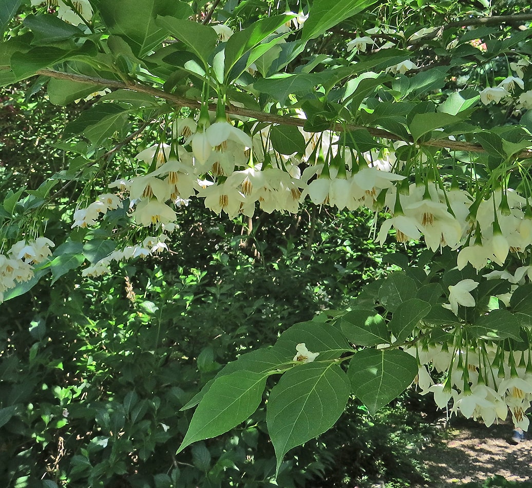 Image of Styrax japonicus specimen.
