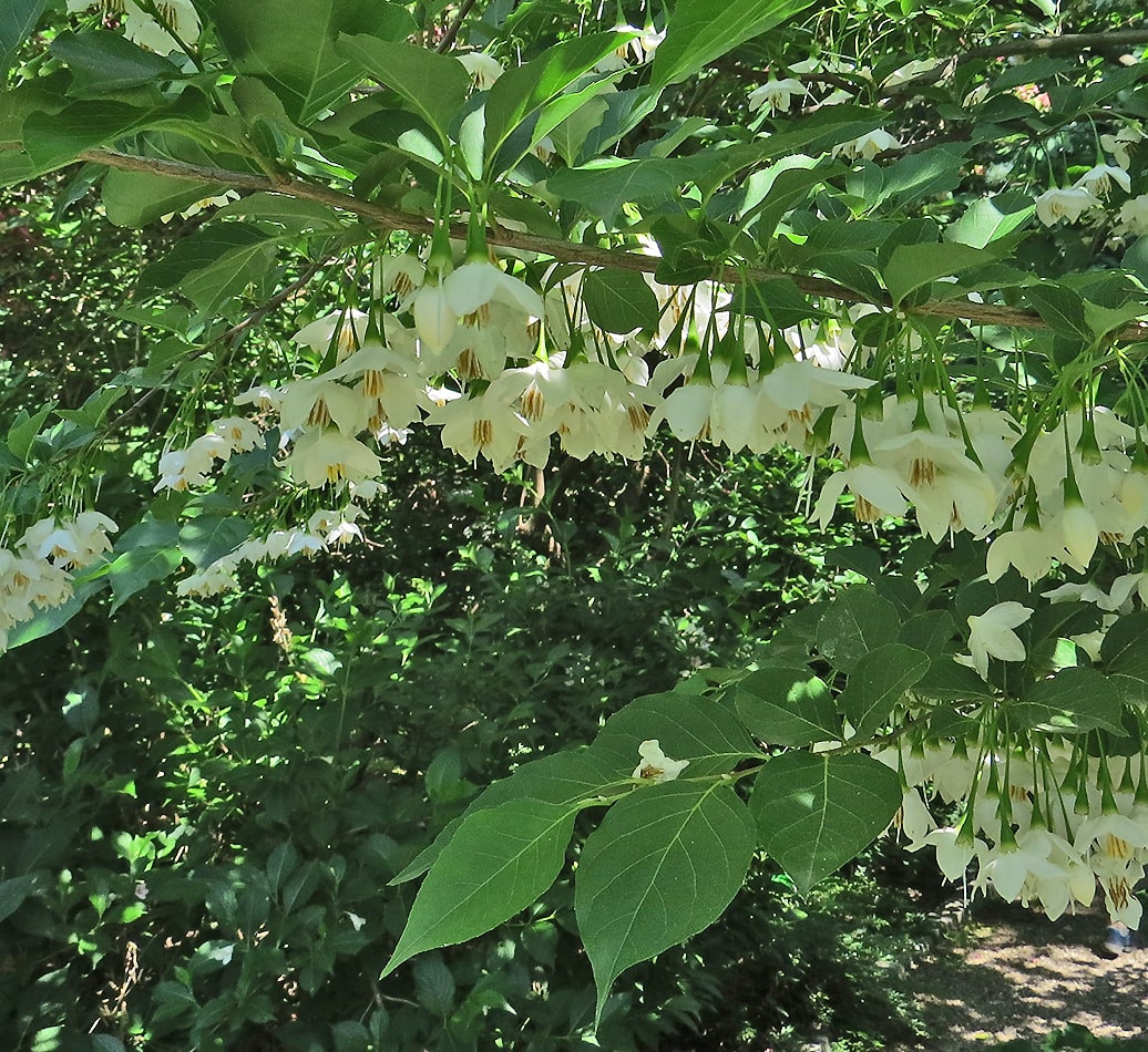 Изображение особи Styrax japonicus.