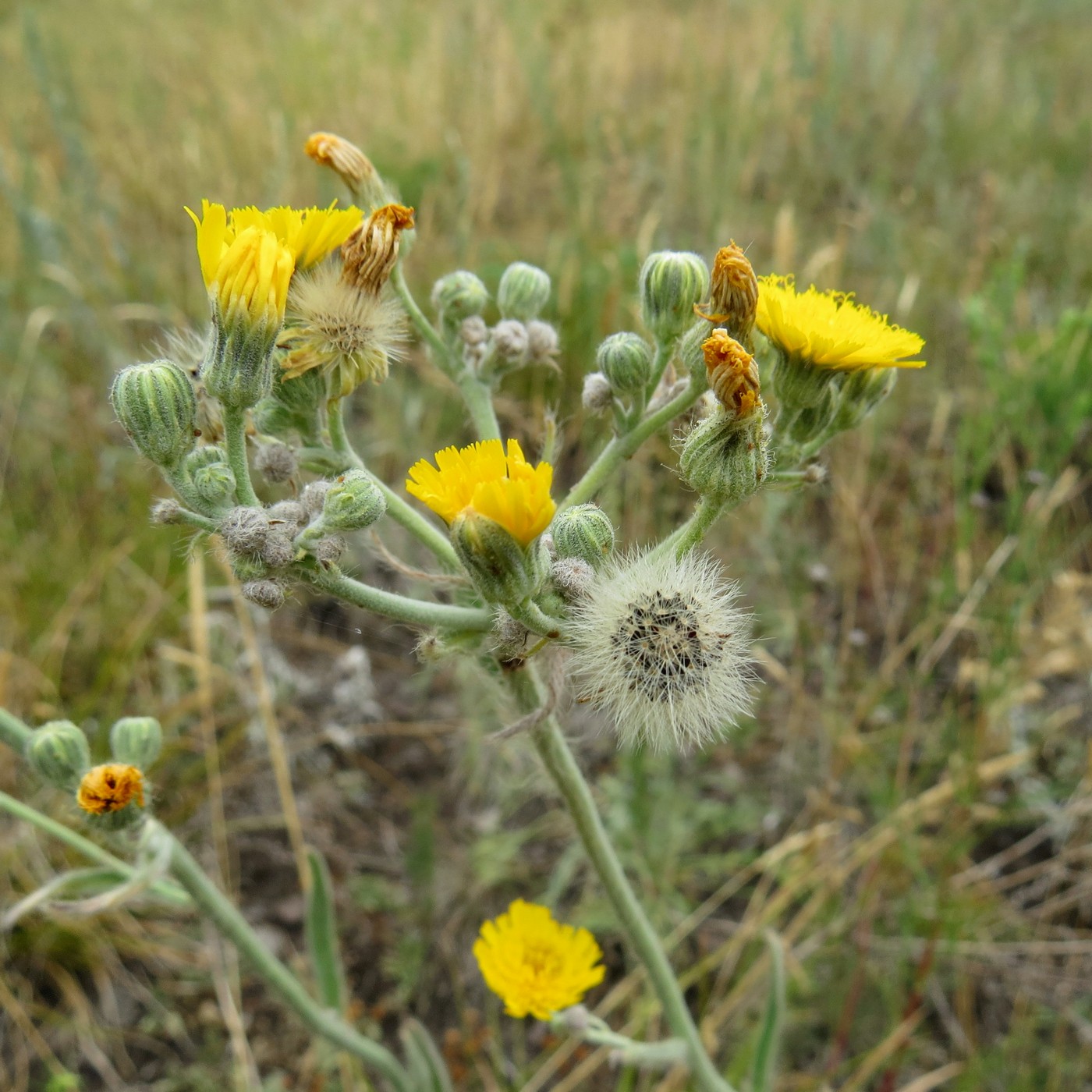 Image of Pilosella echioides specimen.