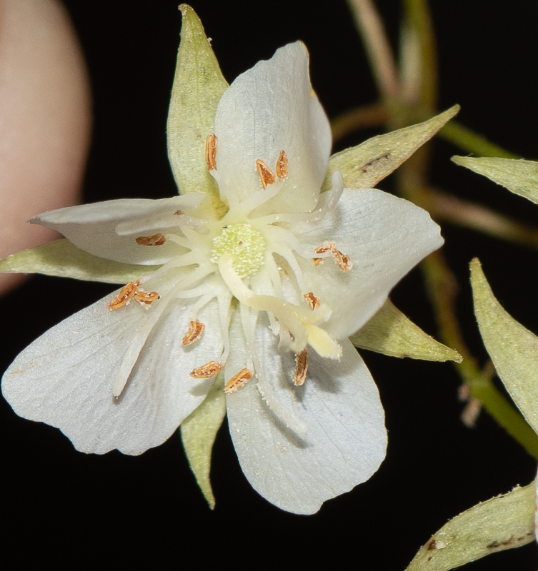 Image of Dombeya kirkii specimen.