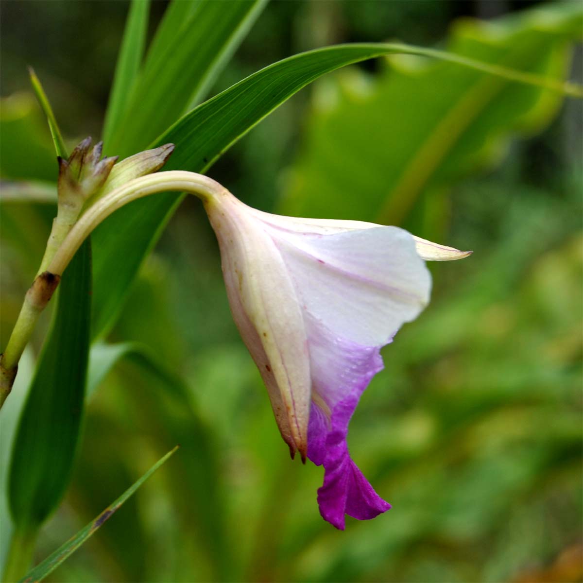 Image of Arundina graminifolia specimen.