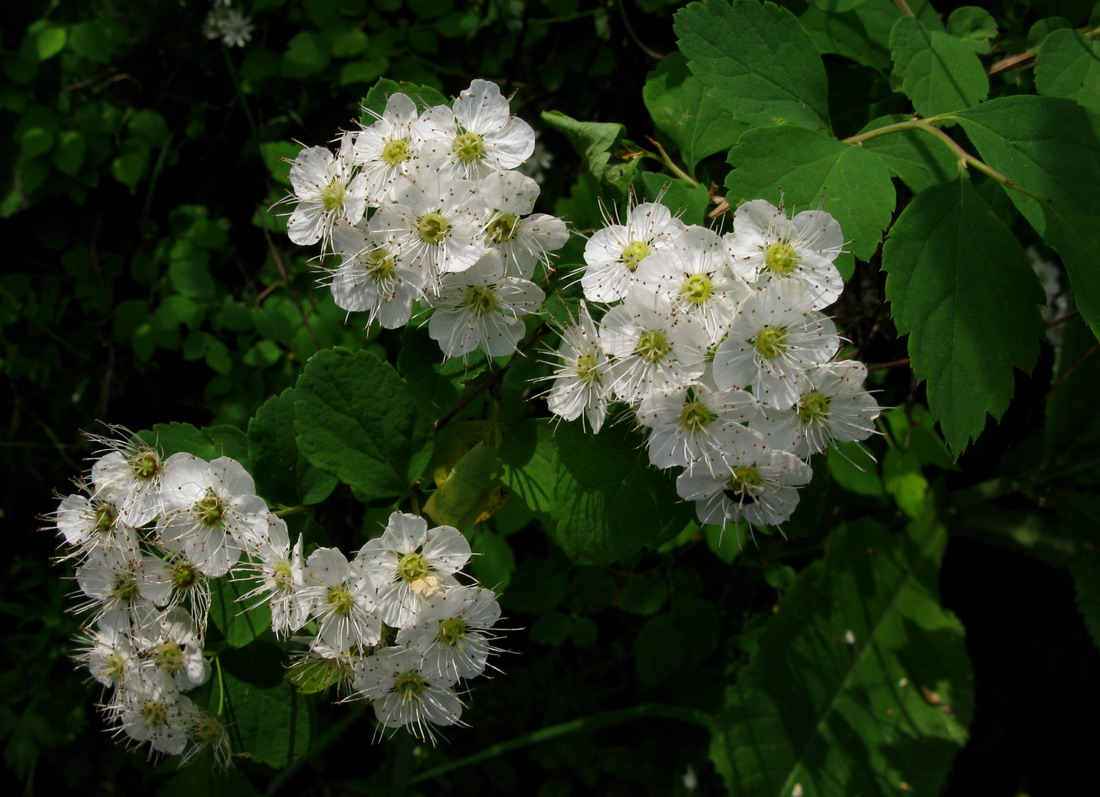 Изображение особи Spiraea flexuosa.