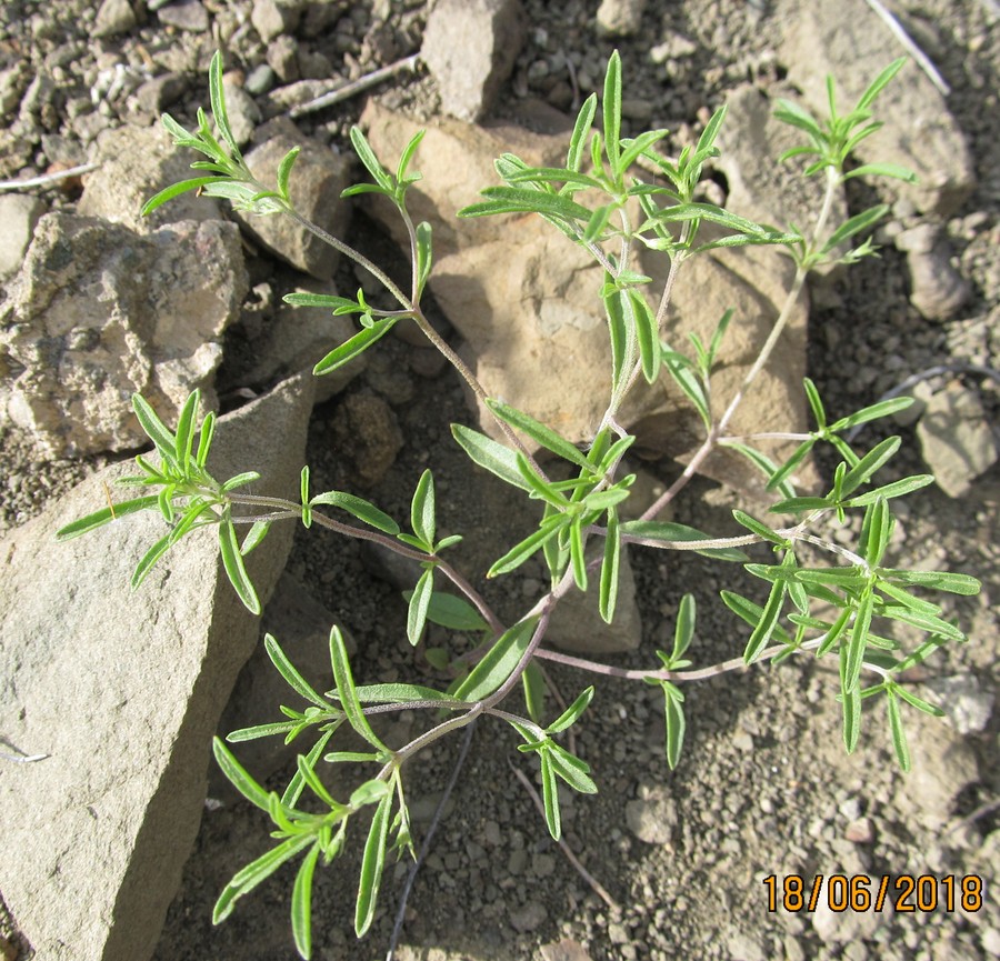 Image of Satureja hortensis specimen.