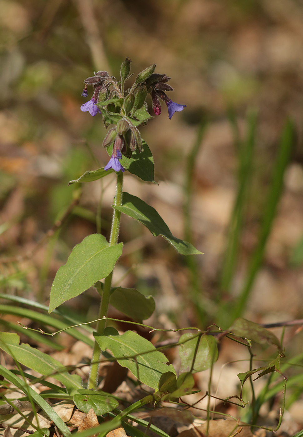 Изображение особи Pulmonaria mollis.