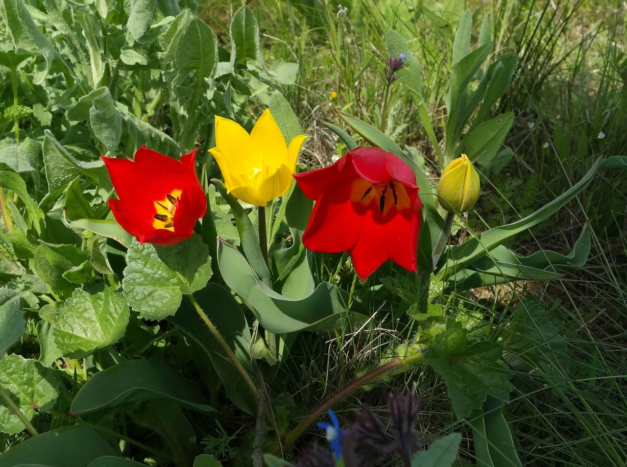 Изображение особи Tulipa suaveolens.