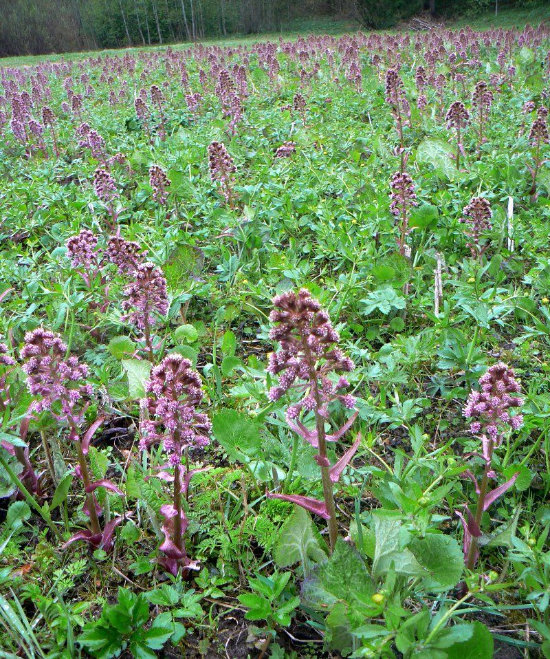 Изображение особи Petasites hybridus.