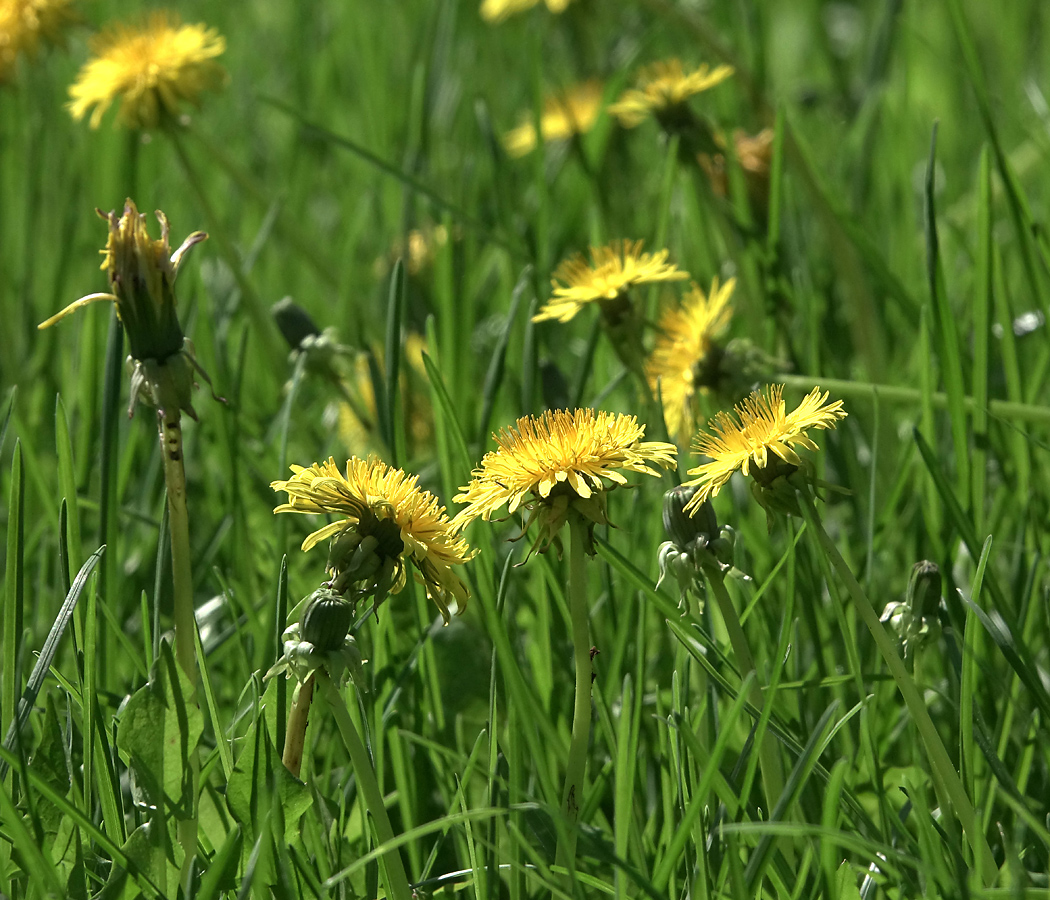 Изображение особи Taraxacum officinale.