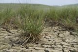 genus Puccinellia. Вегетирующие растения. Крым, Керченский п-ов, Приазовье, Осовинская степь, сопочное поле грязевого вулкана, на корке подсыхания. 01.05.2019.