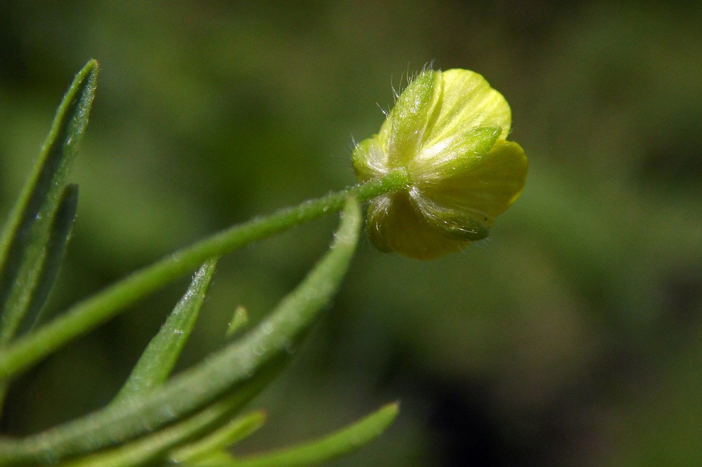 Image of Ranunculus arvensis var. tuberculatus specimen.