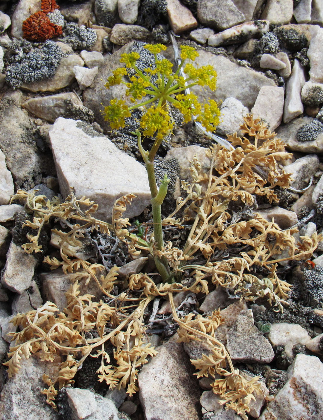 Image of Ferula syreitschikowii specimen.