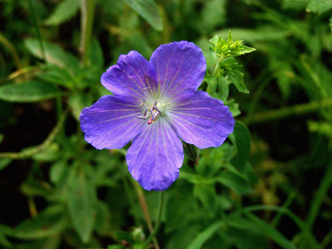 Изображение особи Geranium ferganense.