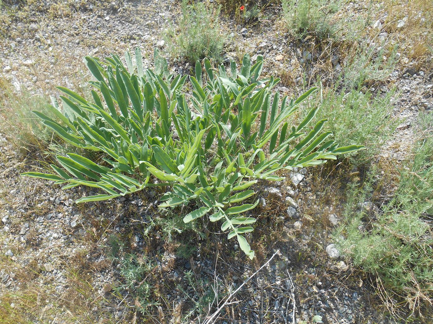 Image of genus Ferula specimen.