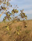 Ferula euxina. Соплодие. Крым, Керченский п-ов, окр. с. Бондаренково, степь. 25 июня 2019 г.