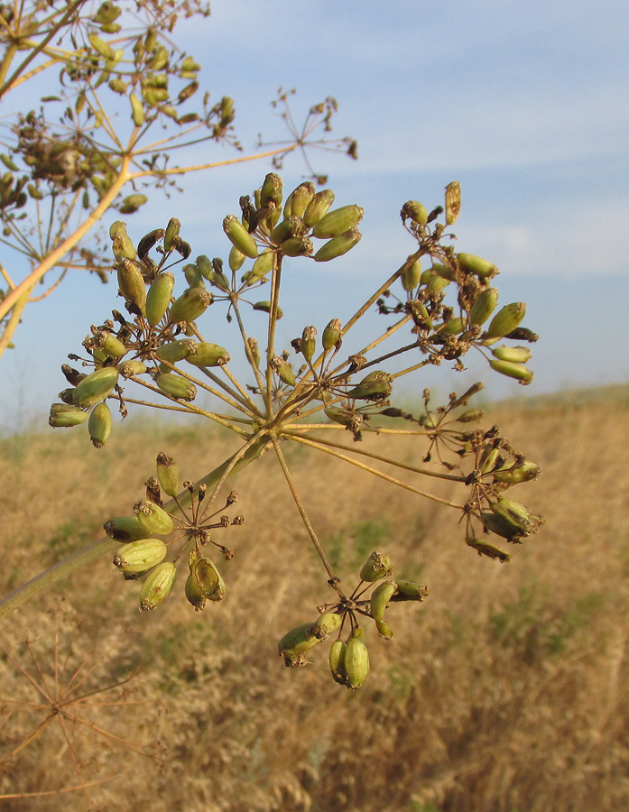 Изображение особи Ferula euxina.