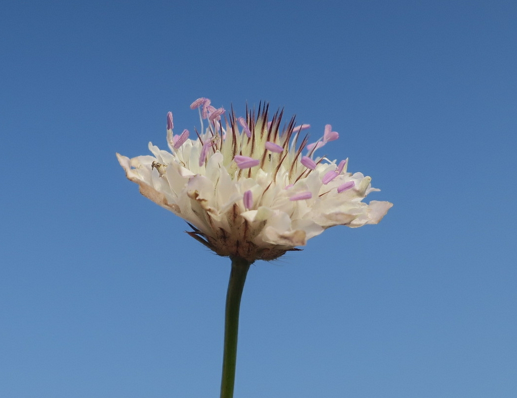 Image of Cephalaria transsylvanica specimen.