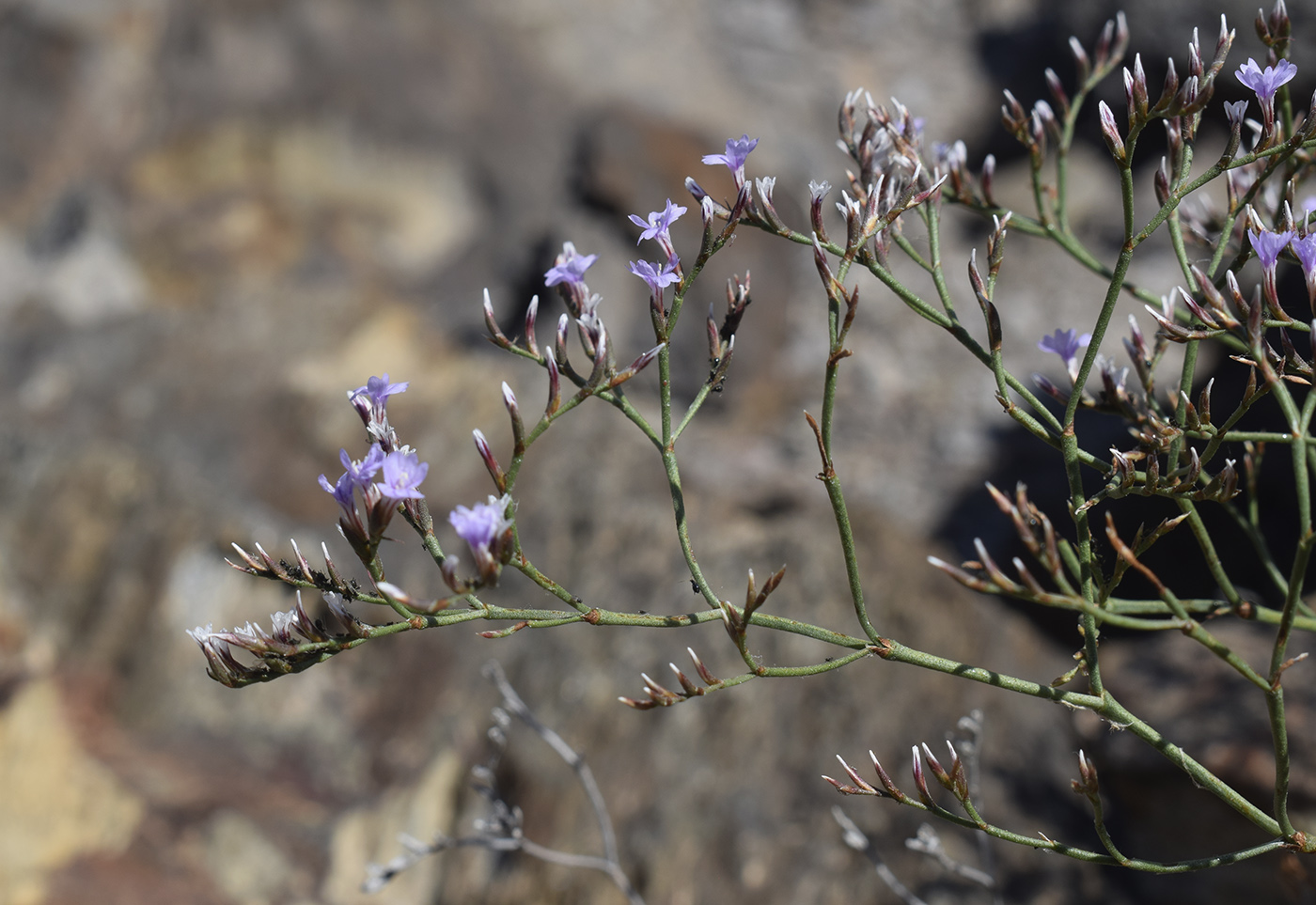 Изображение особи Limonium virgatum.