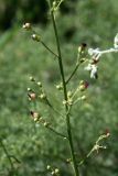 Scrophularia integrifolia