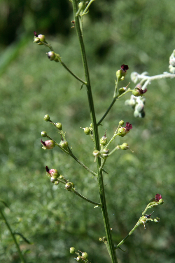 Image of Scrophularia integrifolia specimen.