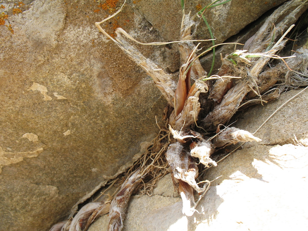 Image of Allium kokanicum specimen.