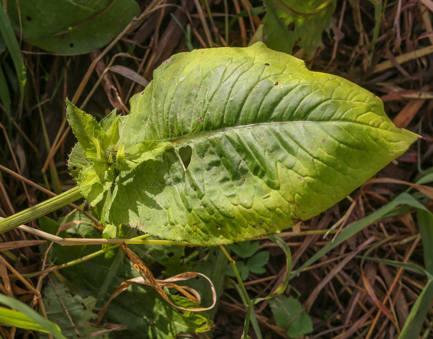 Изображение особи Cirsium oleraceum.