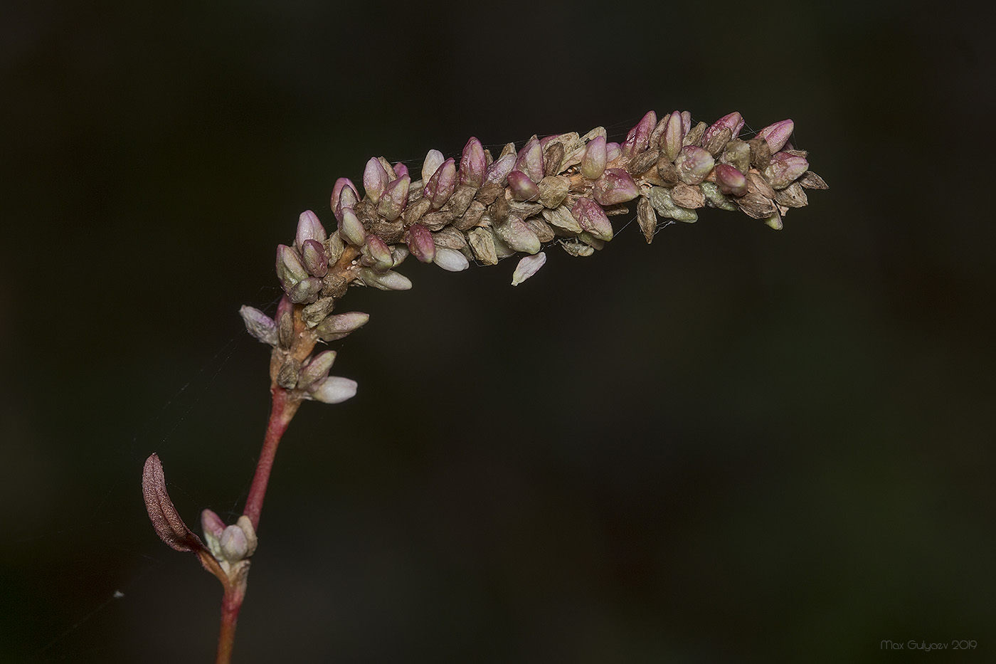 Image of Persicaria lapathifolia specimen.