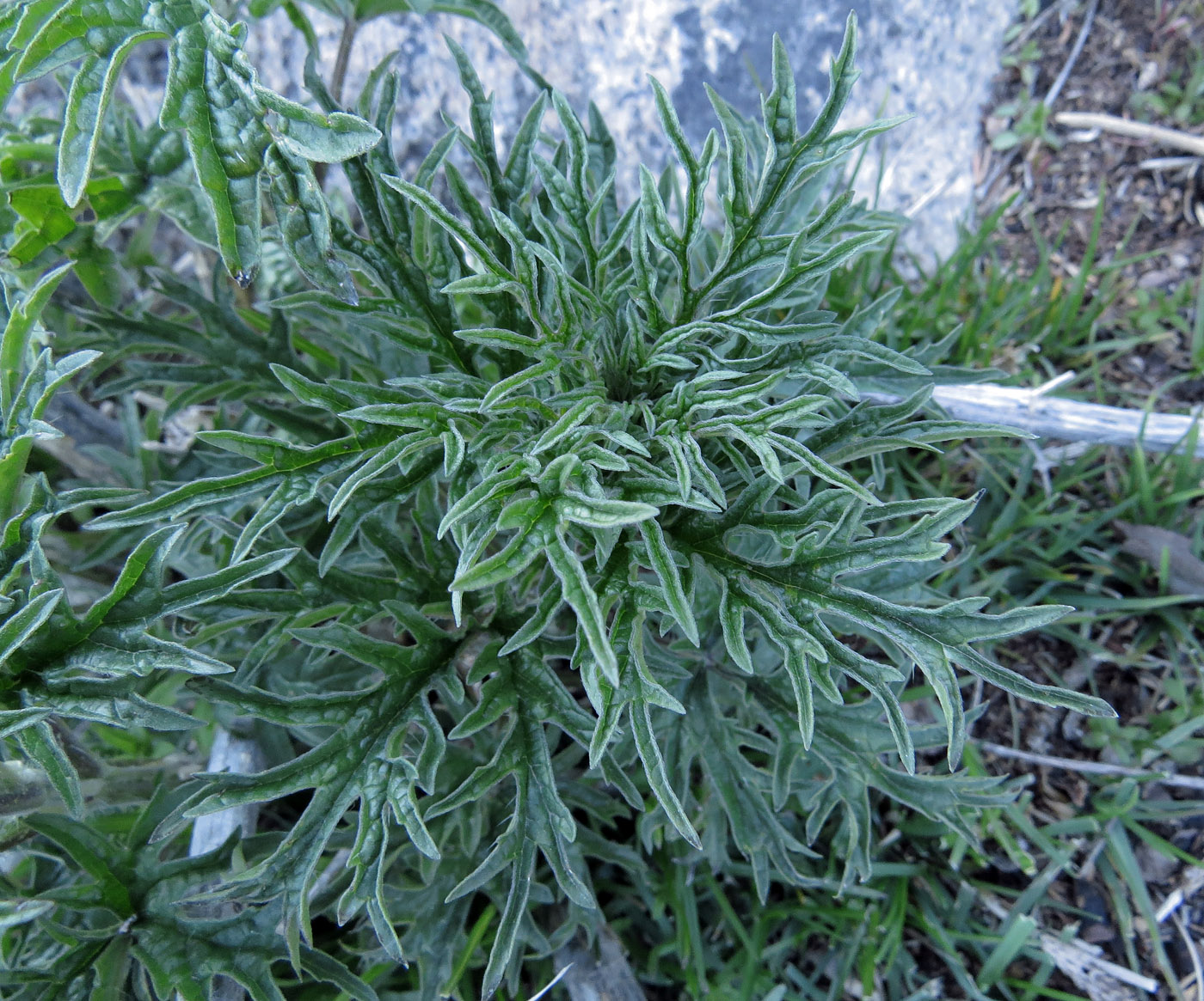 Image of Urtica cannabina specimen.