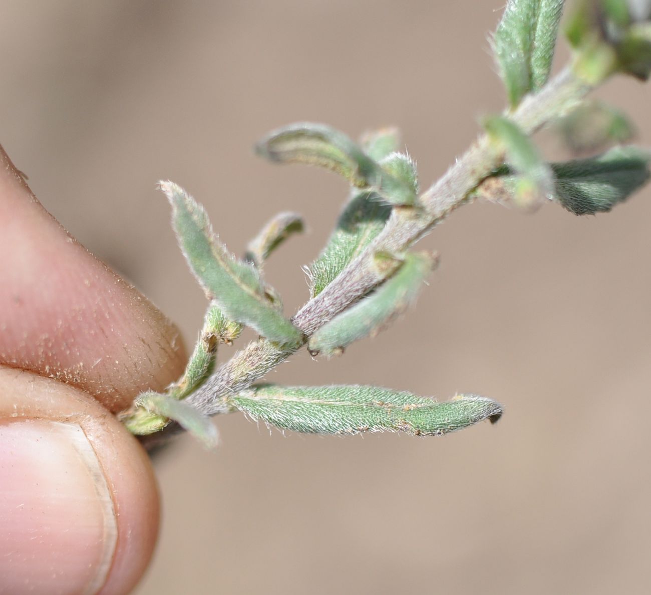Image of Buglossoides arvensis specimen.