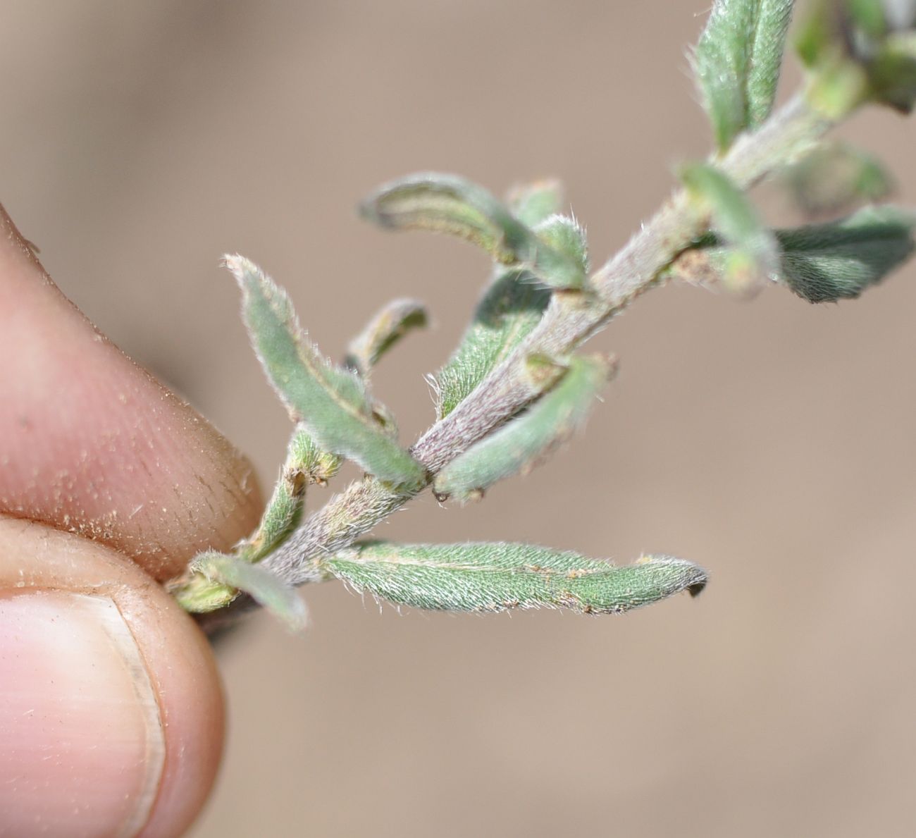 Image of Buglossoides arvensis specimen.