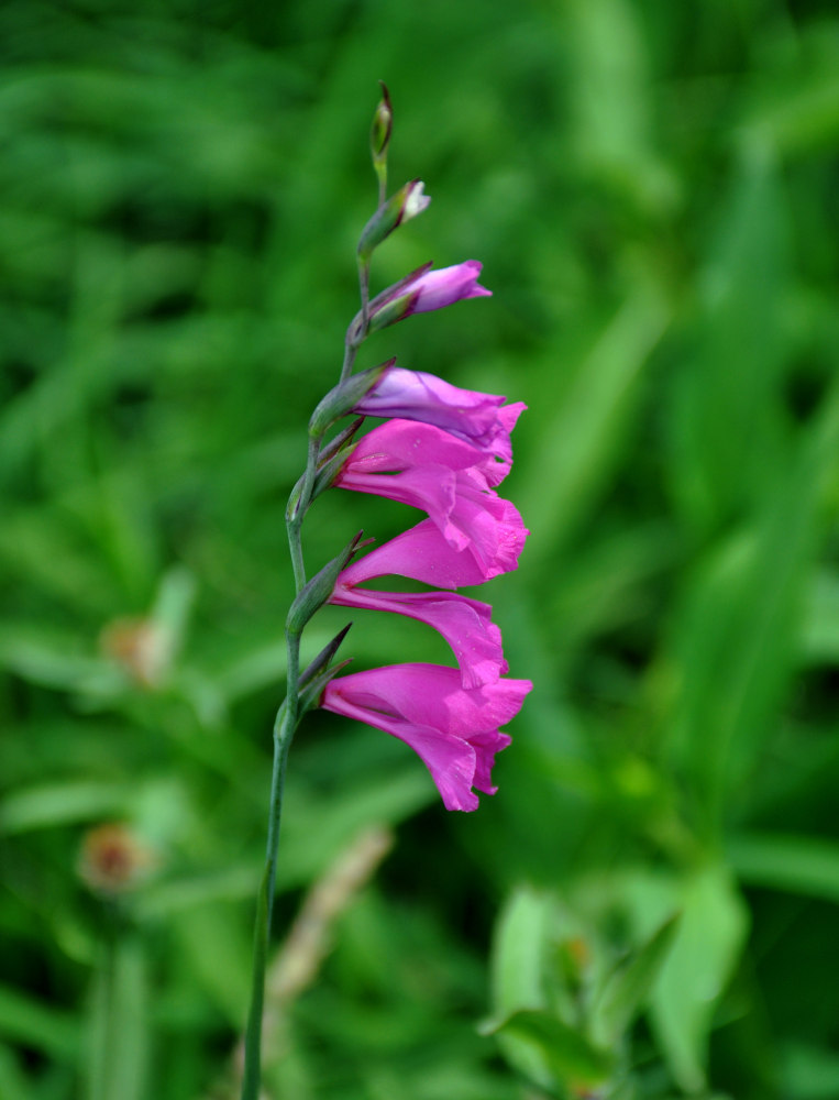 Изображение особи Gladiolus illyricus.