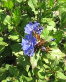 Ceratostigma willmottianum. Соцветие. Крым, Симферополь, ботсад университета. 24 июля 2009 г.