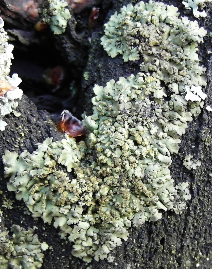 Изображение особи Phaeophyscia orbicularis.