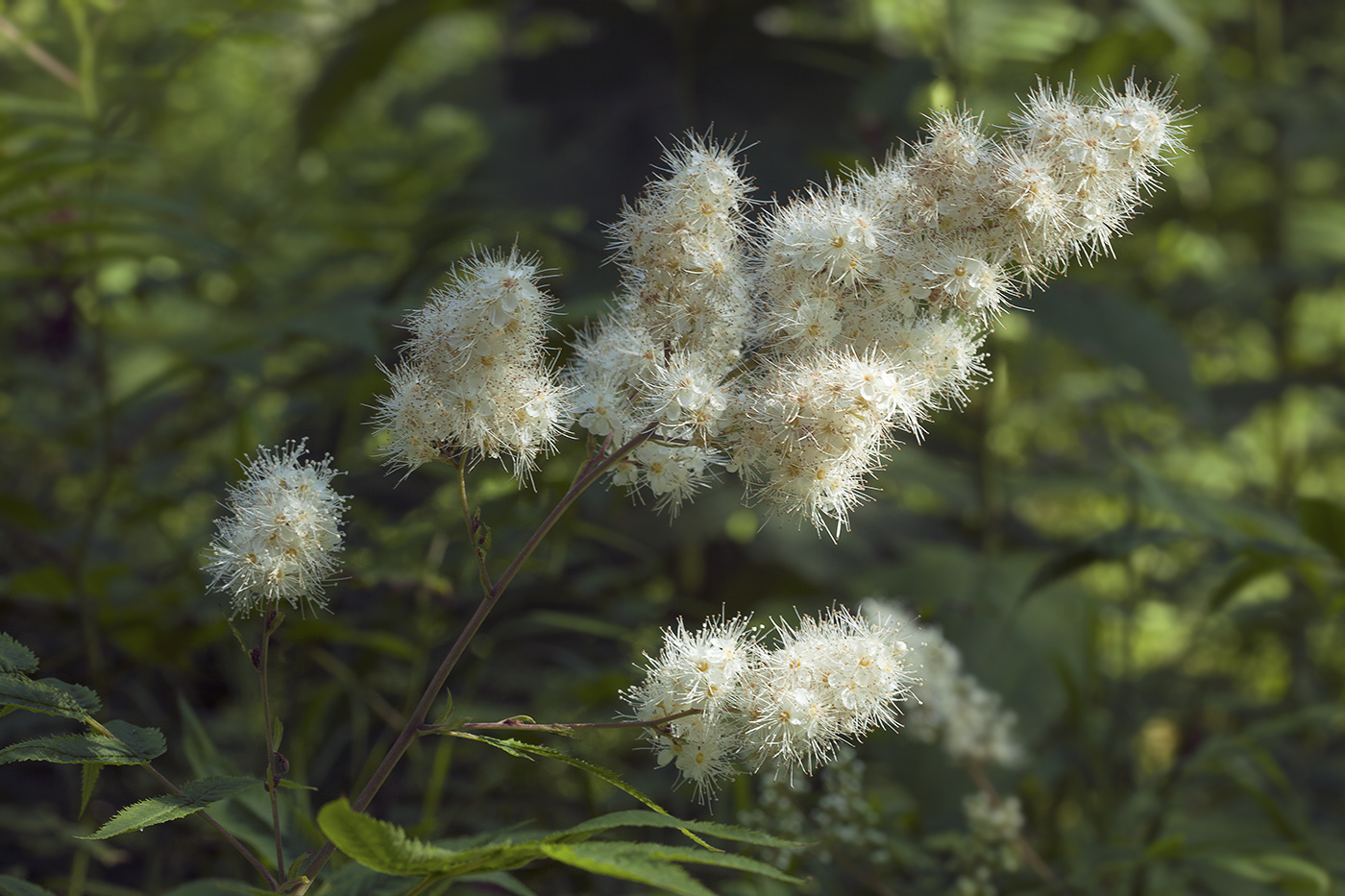 Image of Sorbaria sorbifolia specimen.