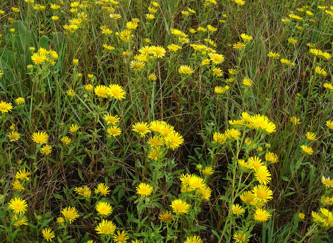 Изображение особи Inula britannica.